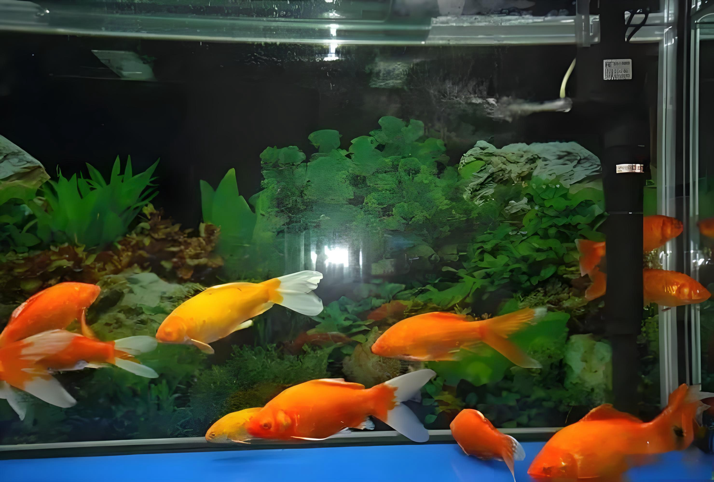 Tropical Fish That Thrive In Cold Water Winter Survival Without Heaters Tropical Fish That Thrive In Cold Water Winter Survival Without Heaters